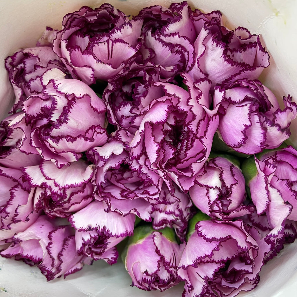 Carnation Zixia Fairy 紫霞仙子康乃馨- (18-20 Stems)
