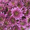 Chrysanthemum Pompom Purple 6 - (10-12 Stems)