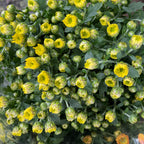 Chrysanthemum Pom-Pom (Small Potted) 菊花 2025