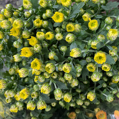 Chrysanthemum pom-pom (Small Potted) 菊花 2025