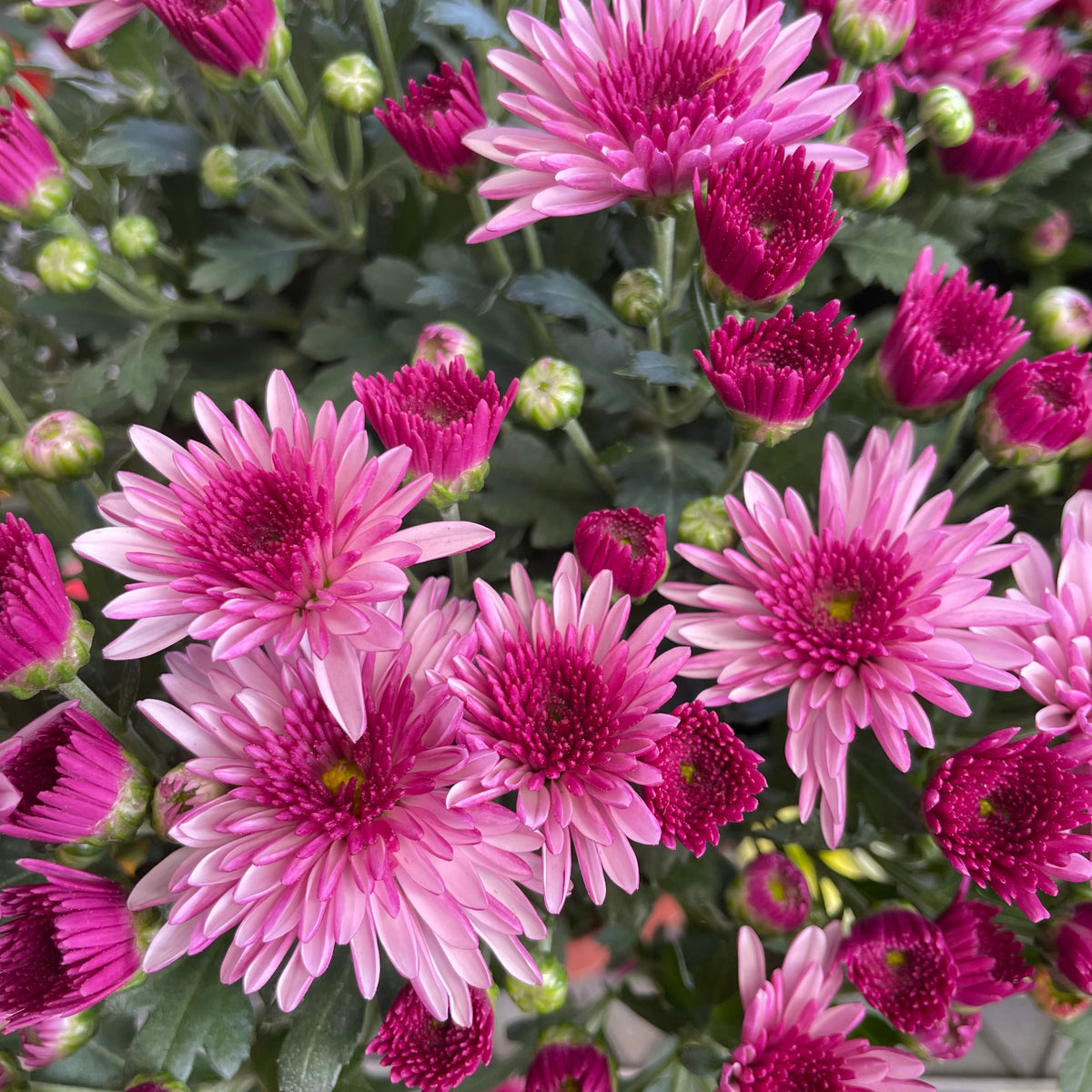 Chrysanthemum Gypsophilla P150  菊花满天星