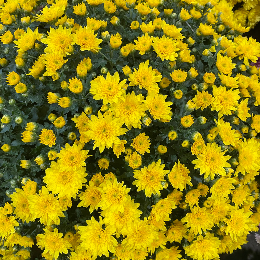 Chrysanthemum Gypsophilla P210  菊花满天星 2025