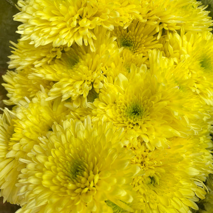 Chrysanthemum pom-pom (Small Potted) 菊花 2025