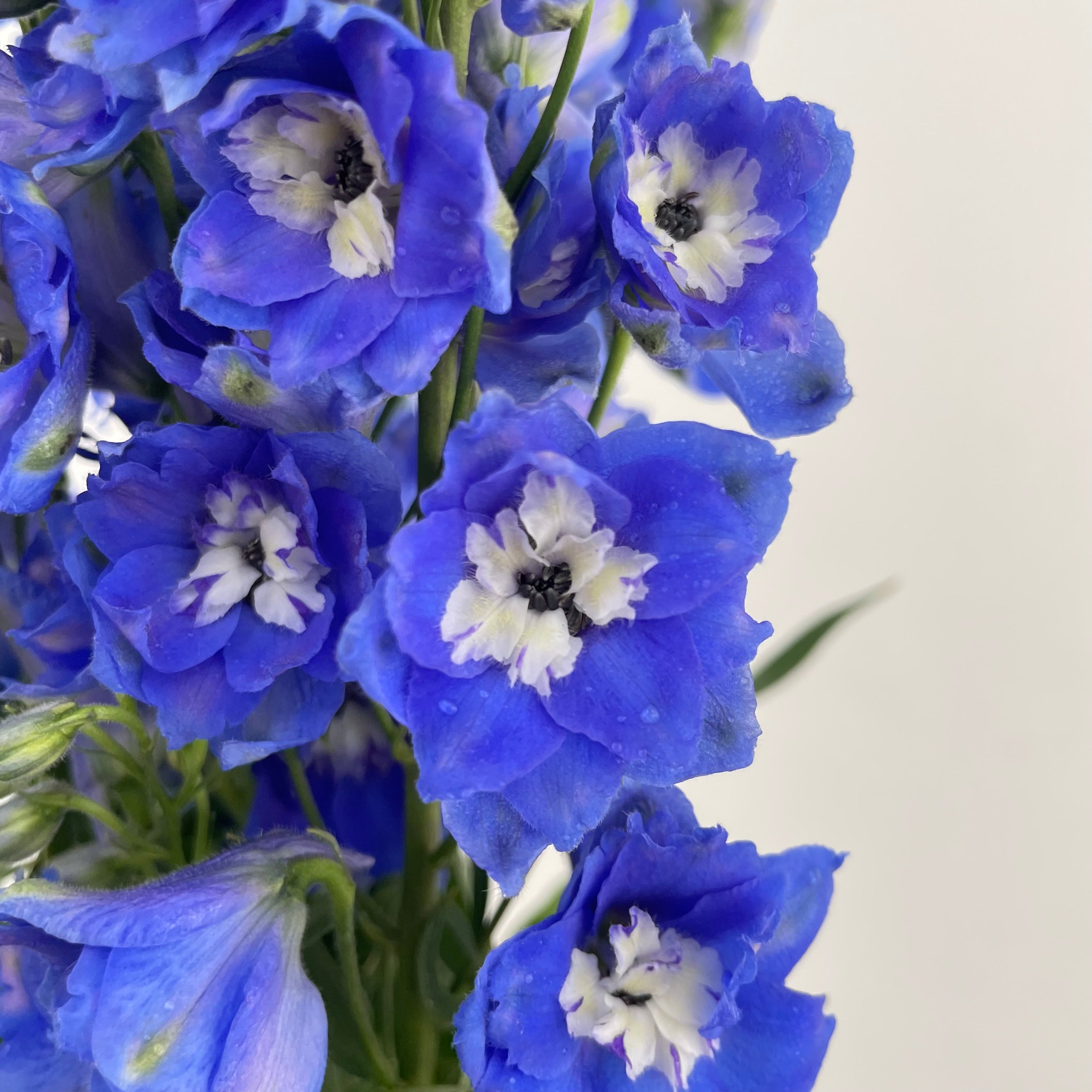 Delphinium Short Blue - (5 Stems)