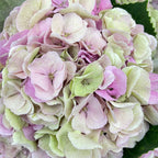 Hydrangea Green 绣球花 - (Per Stem)