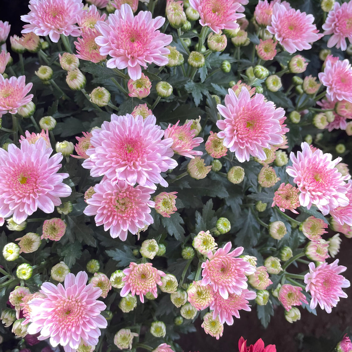 Chrysanthemum Gypsophilla P150  菊花满天星