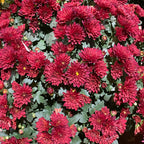 Chrysanthemum Pom-Pom 150P 菊花 2025