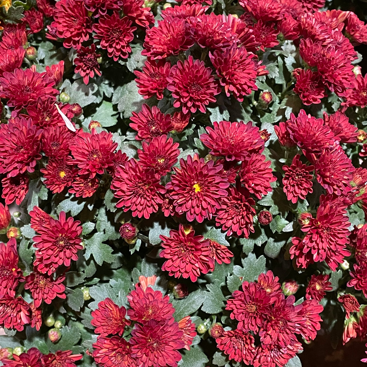 Chrysanthemum Pom-Pom 150P 菊花 2025