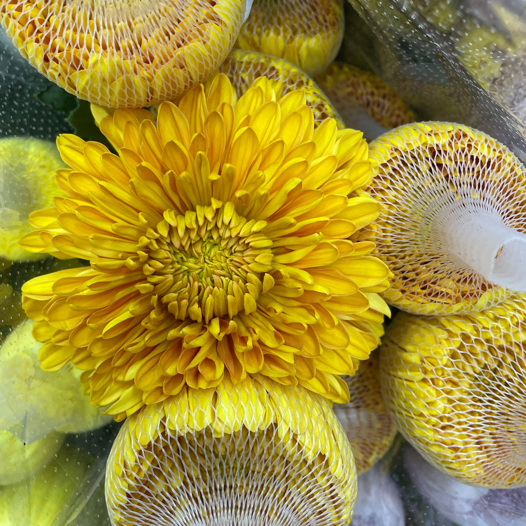 Net Mum Chrysanthemum Gold - (10-12 Stems)
