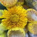 Net Mum Chrysanthemum Gold - (10-12 Stems)