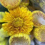 Net Mum Chrysanthemum Gold - (10-12 Stems)