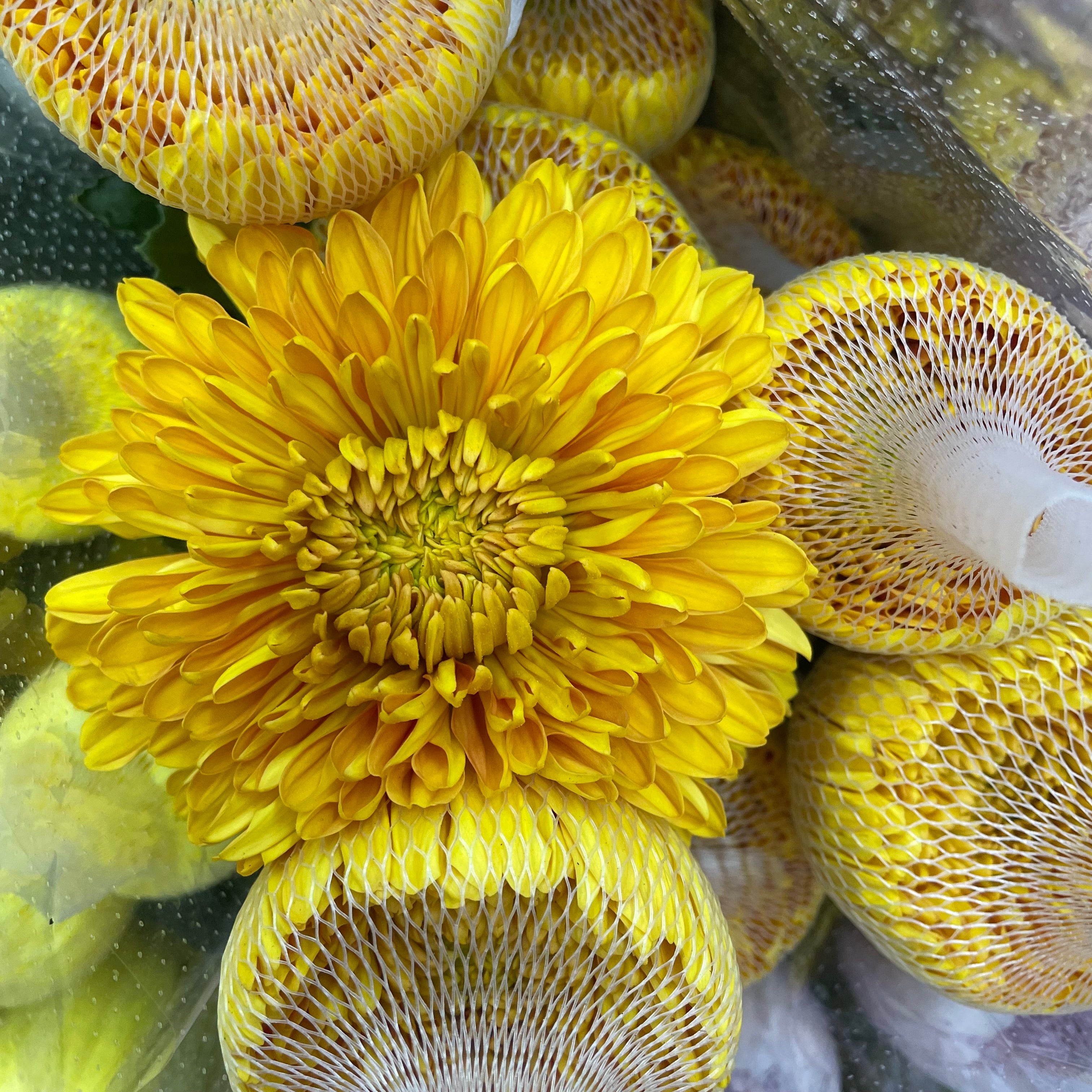 Net Mum Chrysanthemum Gold - (10-12 Stems)