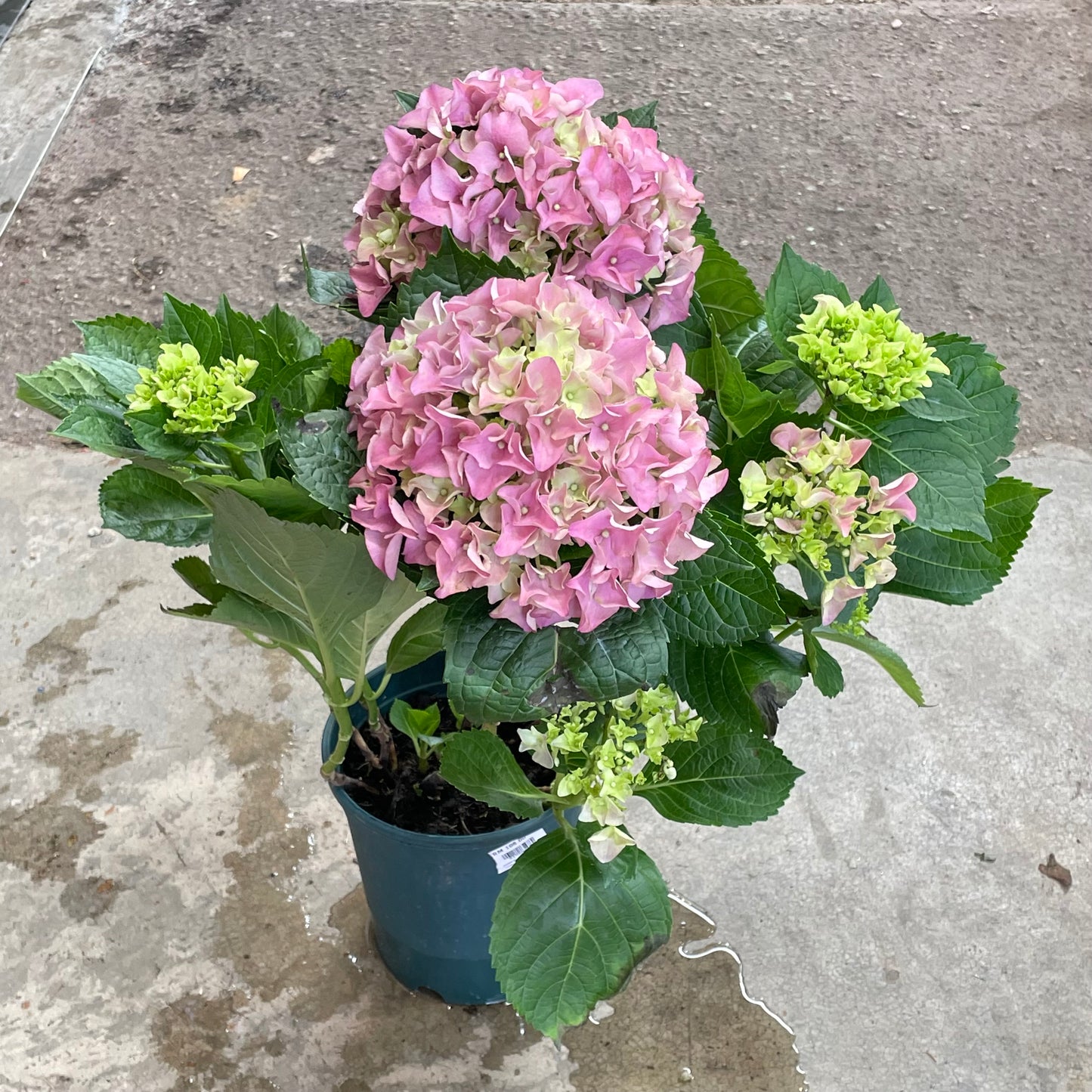 Hydrangea Plant