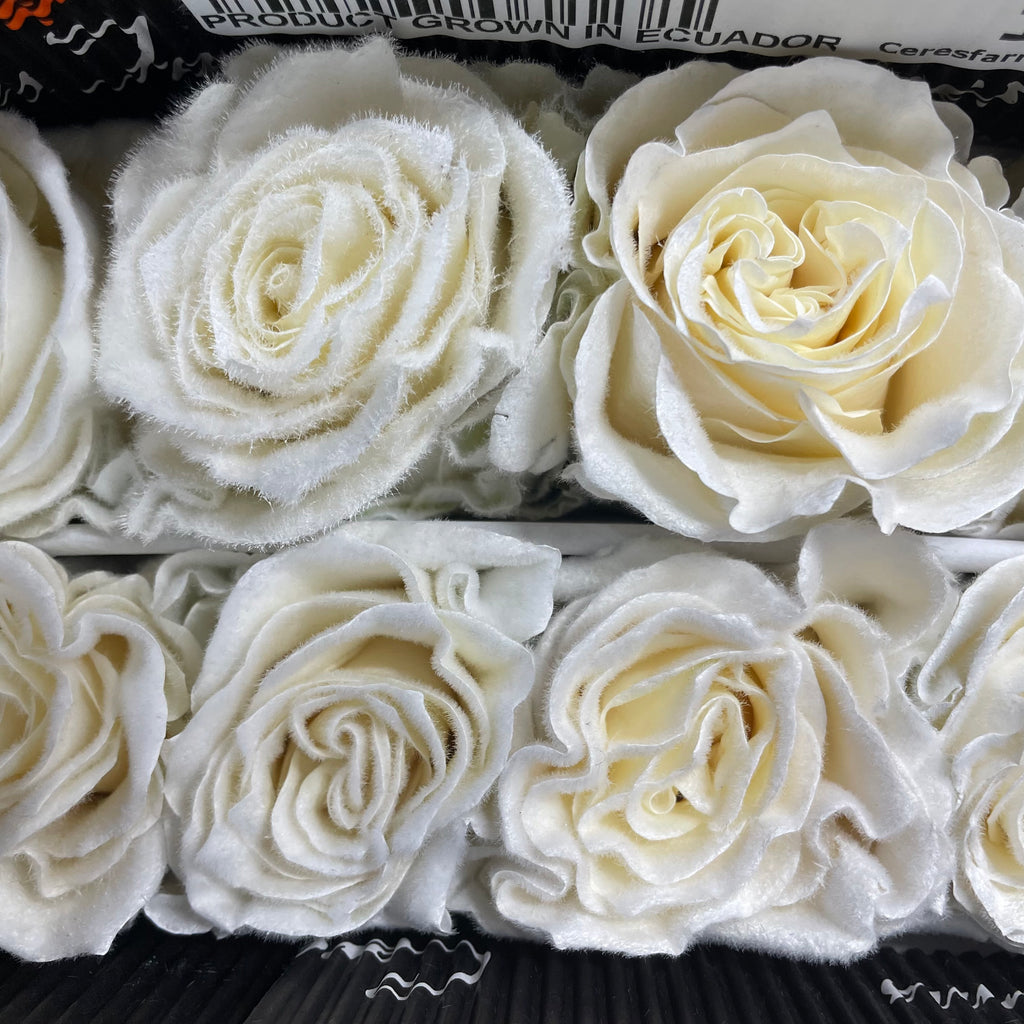 Rose Mondial Dyed Velvet White - (8-10 Stems)