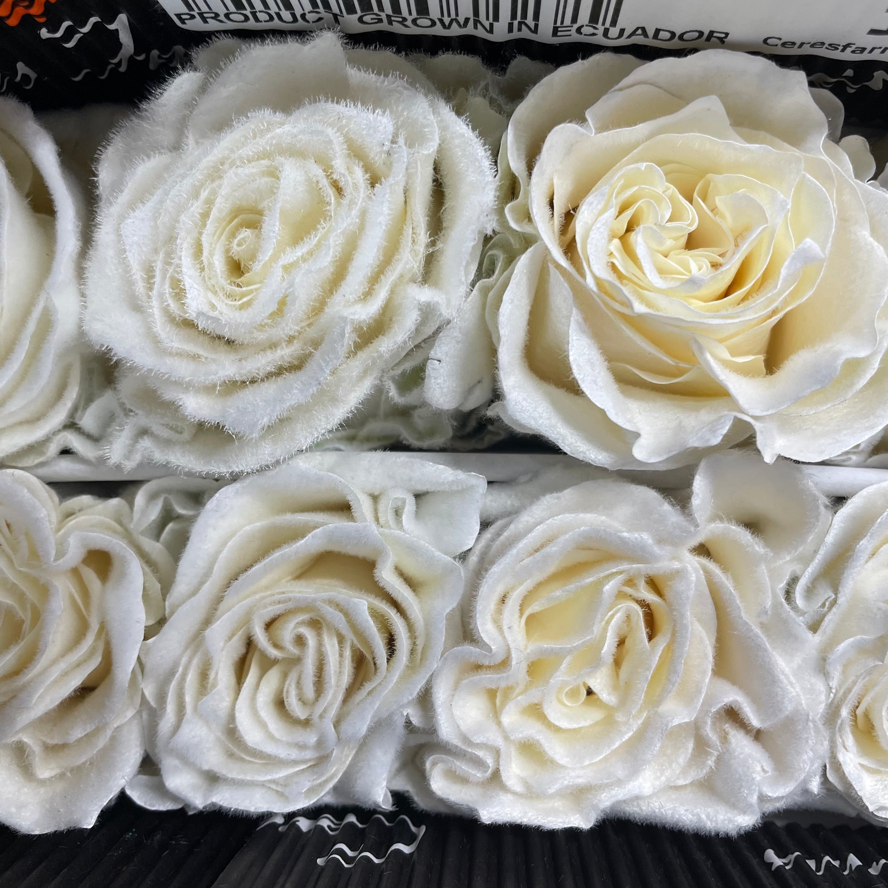 Rose Mondial Dyed Velvet White - (8-10 Stems)