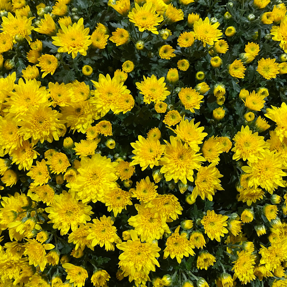 Chrysanthemum Gypsophilla P310 菊花满天星 2025