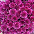Chrysanthemum Santini / Calimero Mini Button Dark Purple