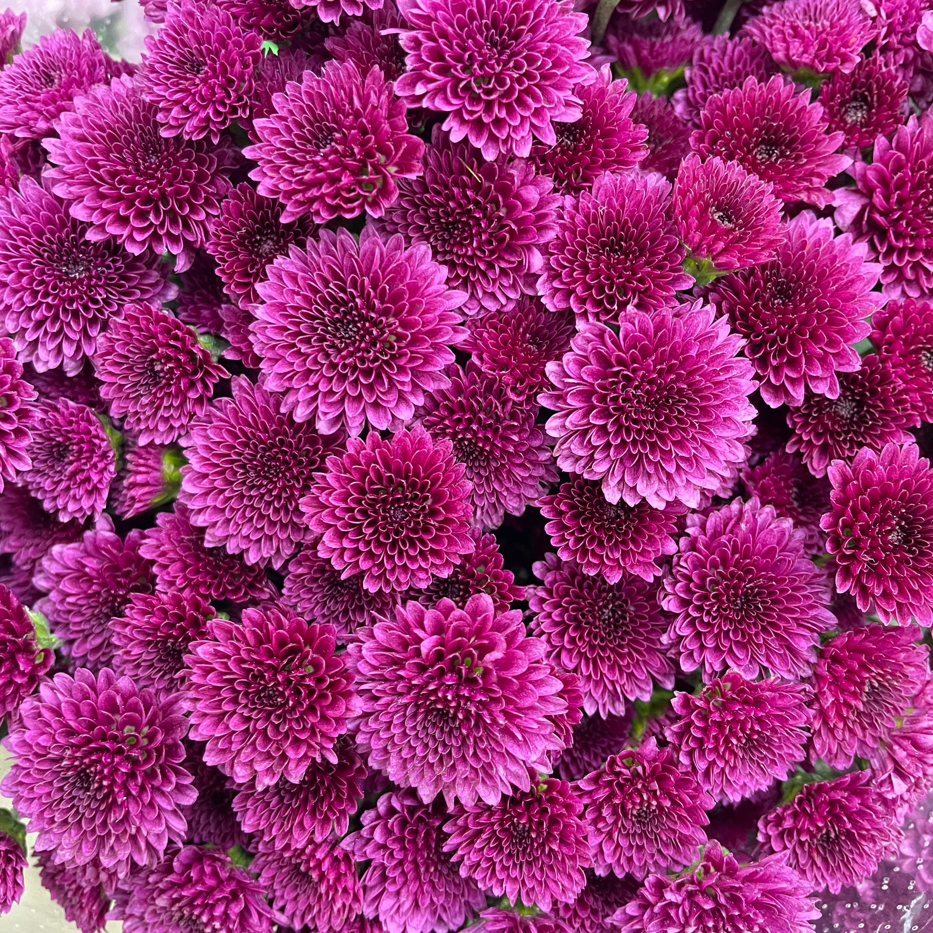 Chrysanthemum Santini / Calimero Mini Button Dark Purple