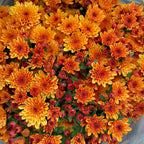 Chrysanthemum Pom-Pom (12寸盆) 菊花