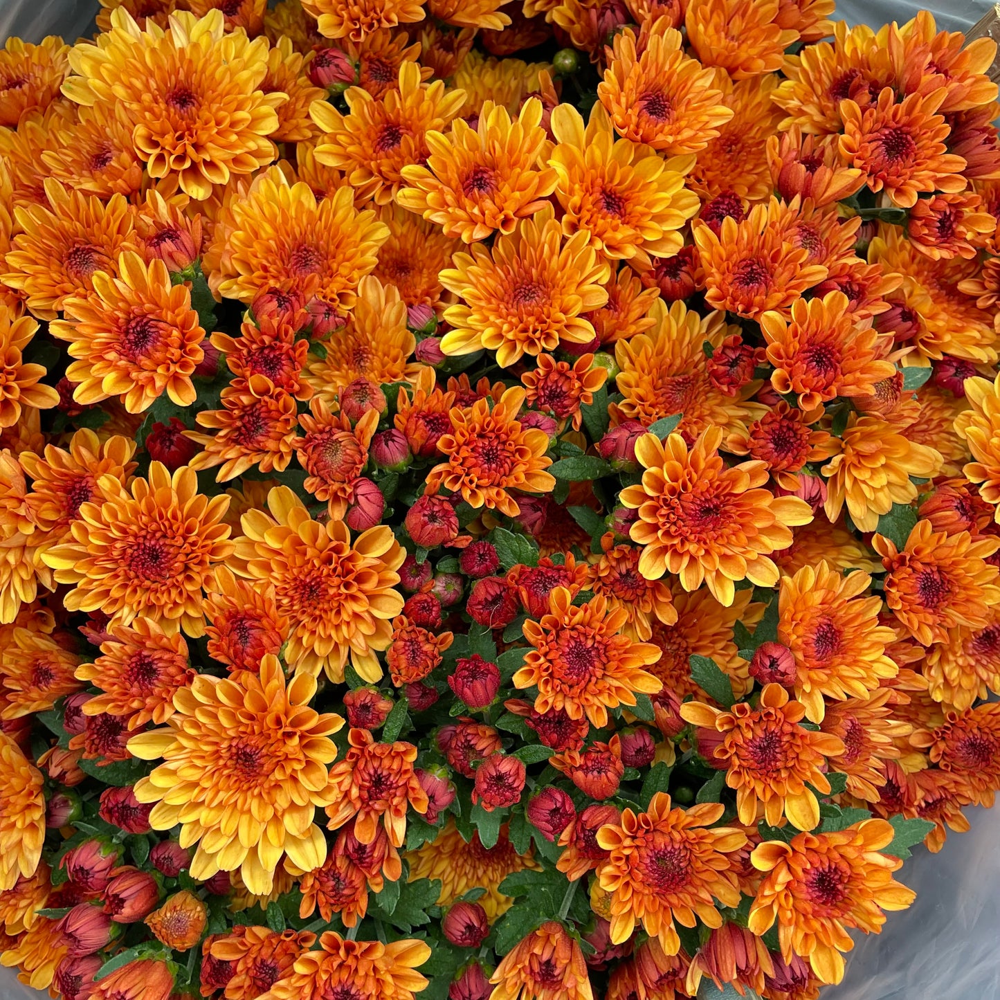 Chrysanthemum pom-pom (12寸盆) 菊花