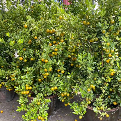 Local Lime Tree 桔子树 150CM - 200CM