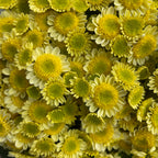Chrysanthemum Pompom Daisy Scrambled Egg - (10-12 Stems)