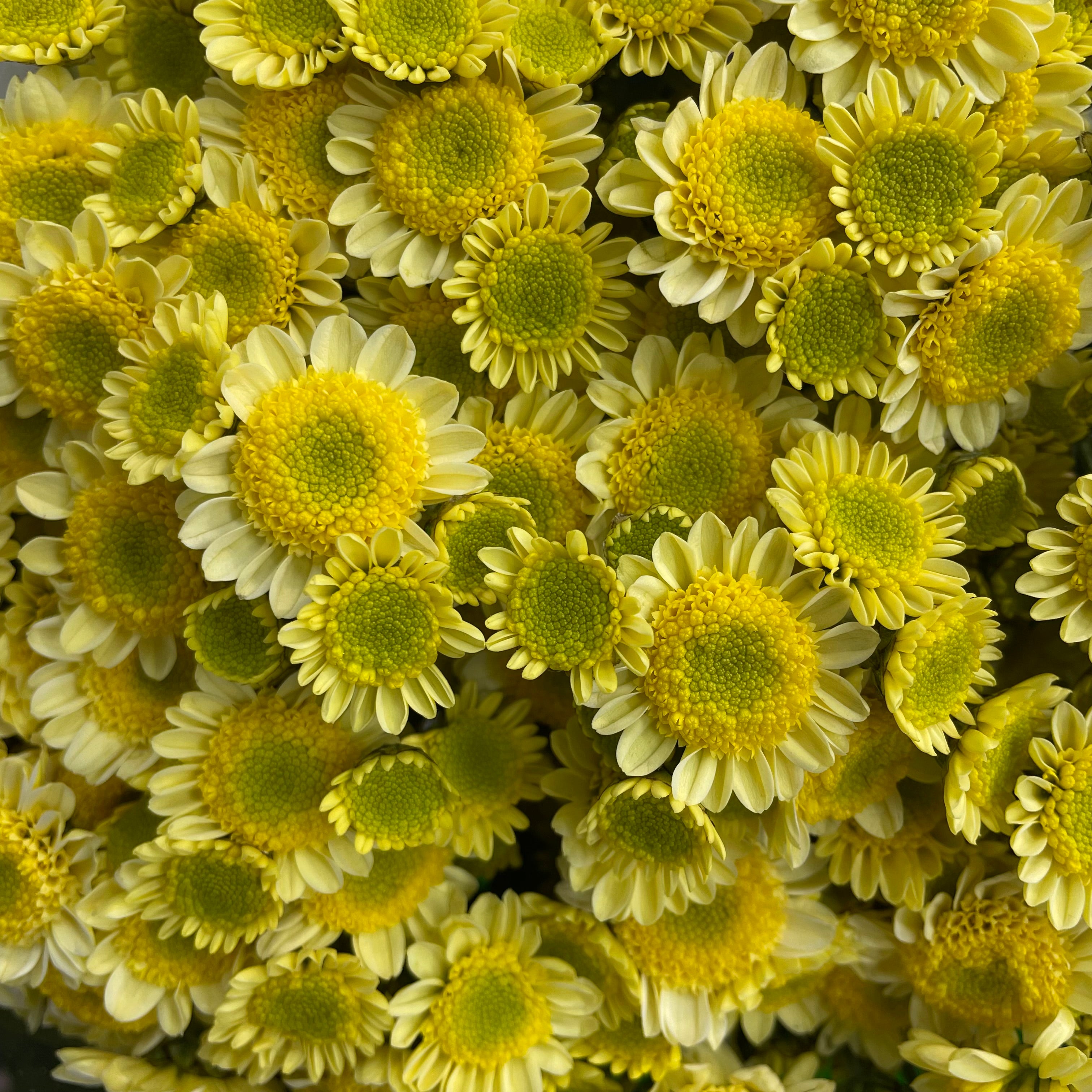 Chrysanthemum Pompom Daisy Scrambled Egg - (10-12 Stems)