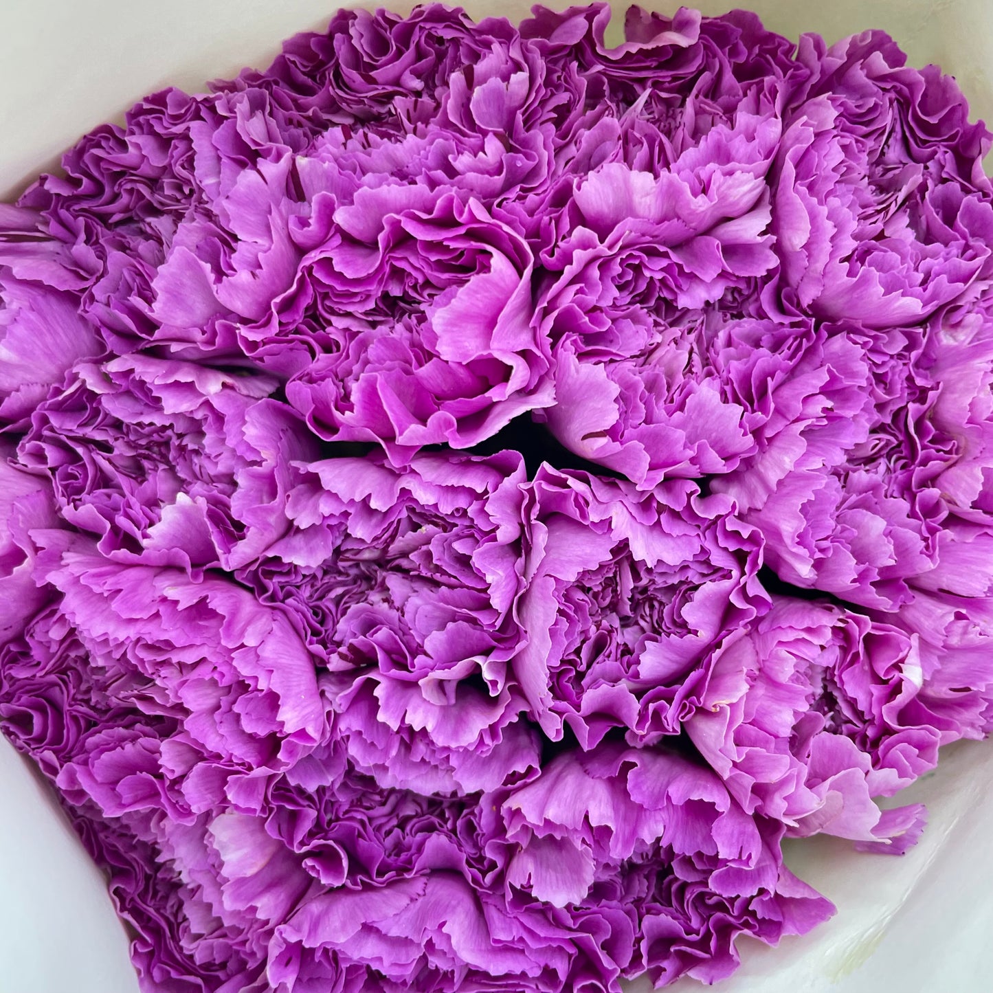 Carnation St Purple Fragance - (18-20 Stems)