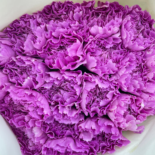 Carnation St Purple Fragance - (18-20 Stems)
