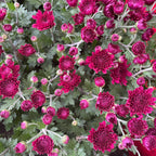 Chrysanthemum Pom-Pom (10寸盆) 菊花