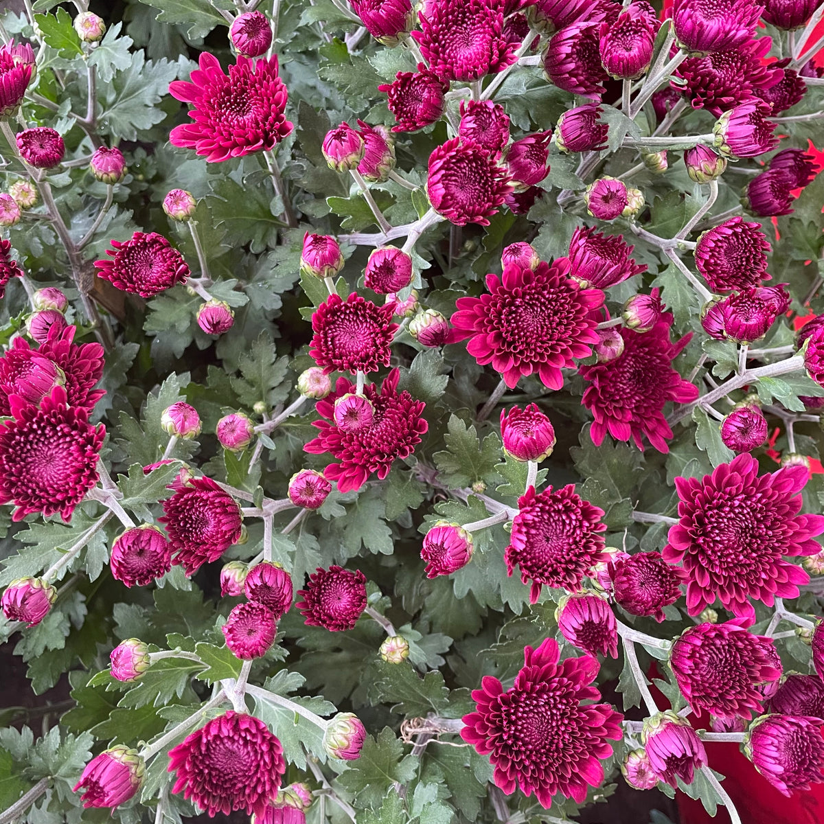 Chrysanthemum Pom-Pom (10寸盆) 菊花