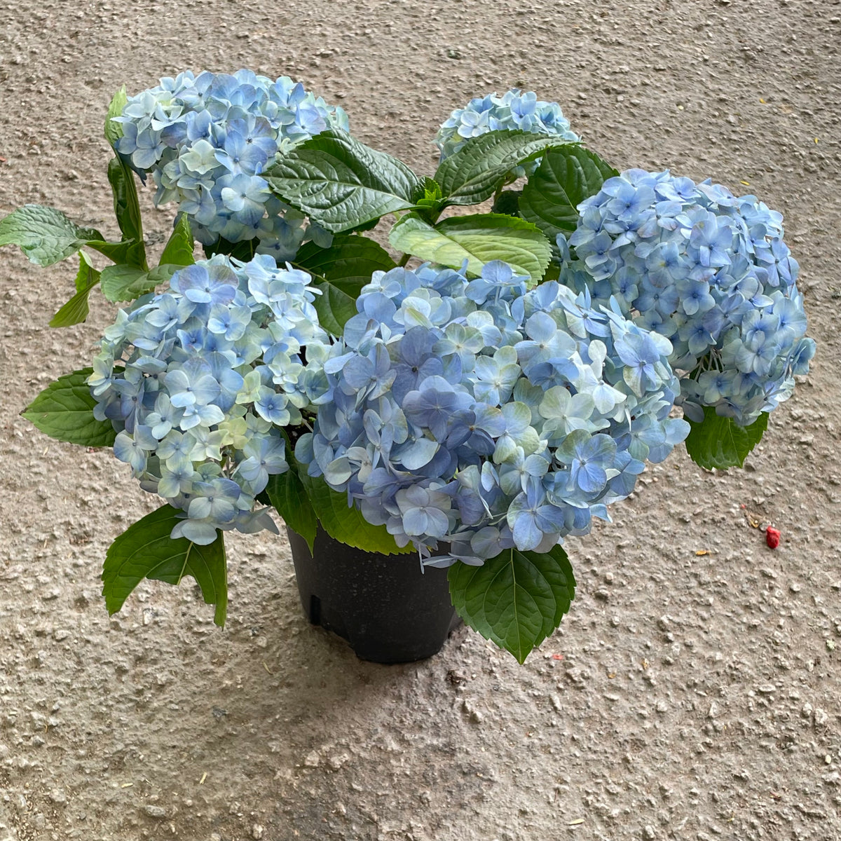 Hydrangea Plant Big
