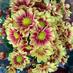 Chrysanthemum Pom-Pom (Small Potted) 菊花 2025