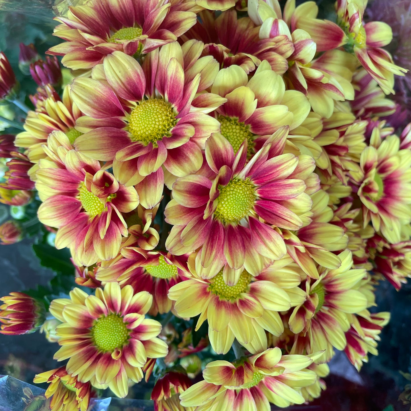 Chrysanthemum pom-pom (Small Potted) 菊花 2025