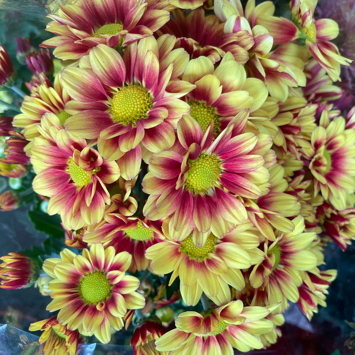 Chrysanthemum Pom-Pom (Small Potted) 菊花 2025