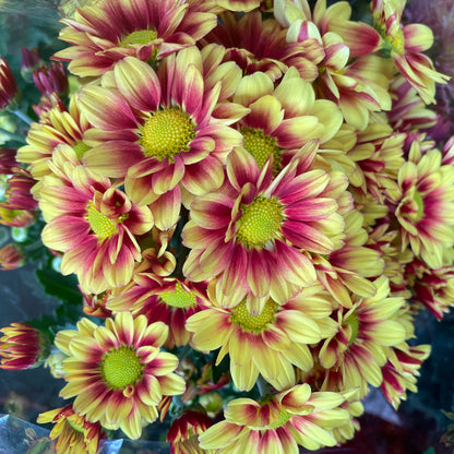 Chrysanthemum pom-pom (Small Potted) 菊花 2025