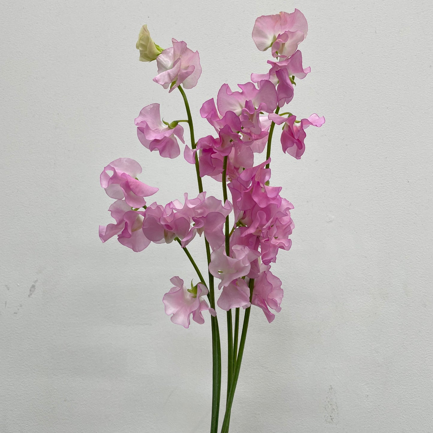 Sweet Pea Light Pink - 5 Stems