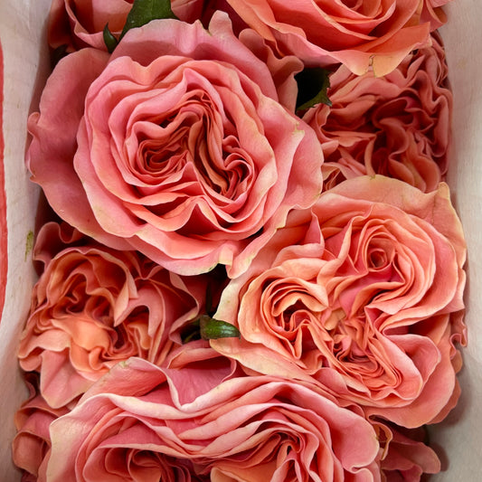 Rose Blushing Reeva - (8-10 Stems)