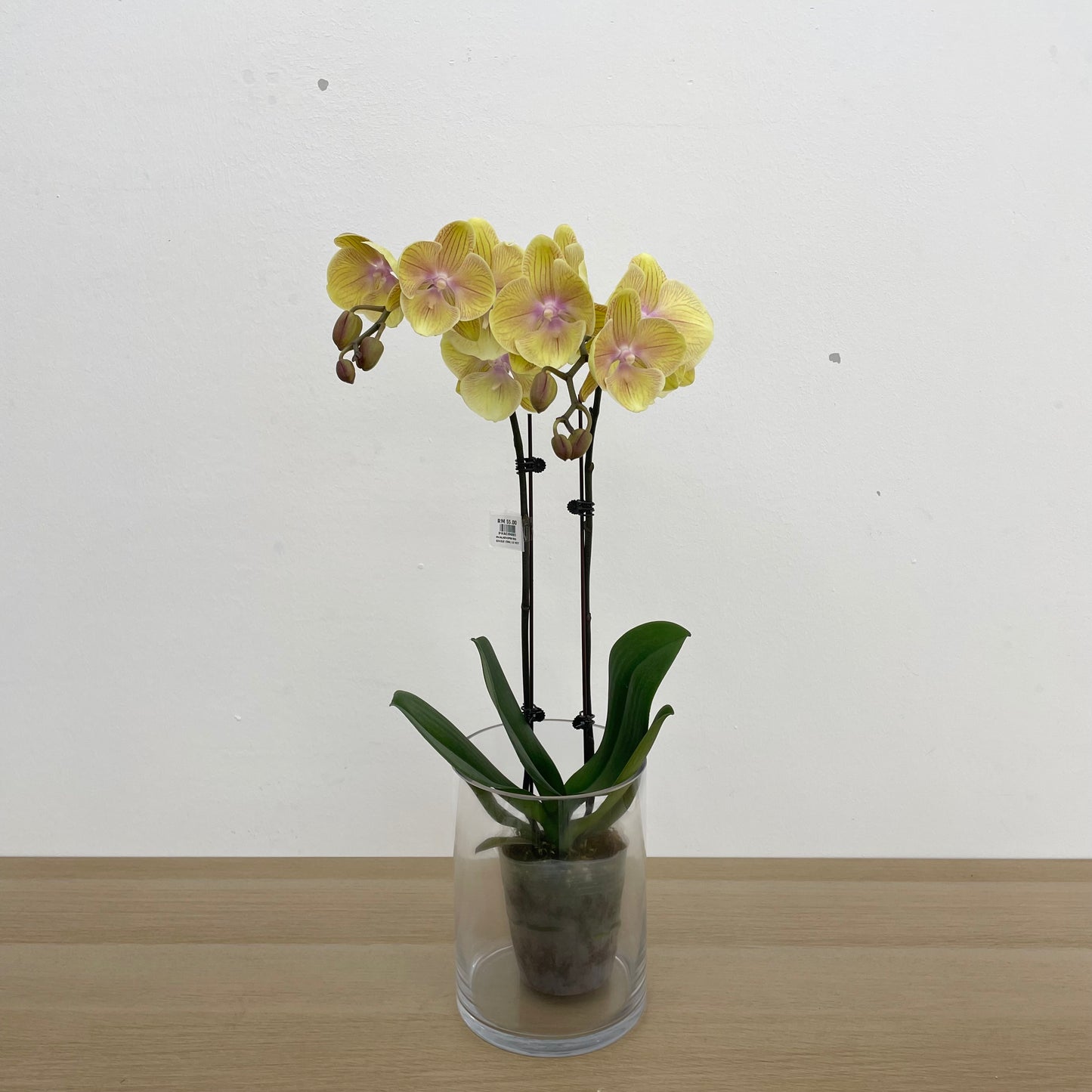 Phalaenopsis Orchid Yellow Pink Double Stem Big