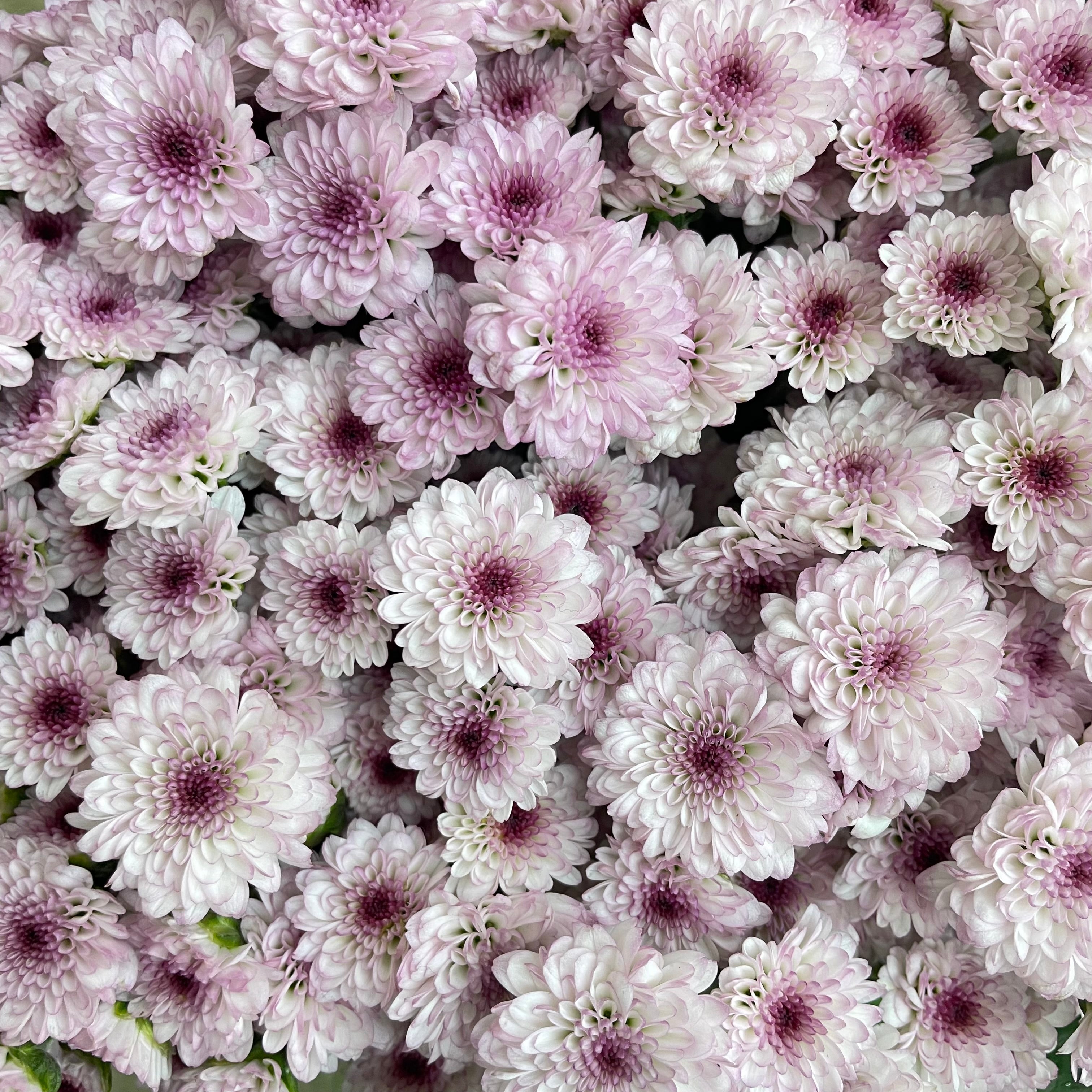 Chrysanthemum Santini / Calimero Mini Button White Purple