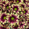 Chrysanthemum Pompom Daisy Purple/Yellow 1 - (10-12 Stems)