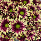 Chrysanthemum Pompom Daisy Purple/Yellow 1 - (10-12 Stems)