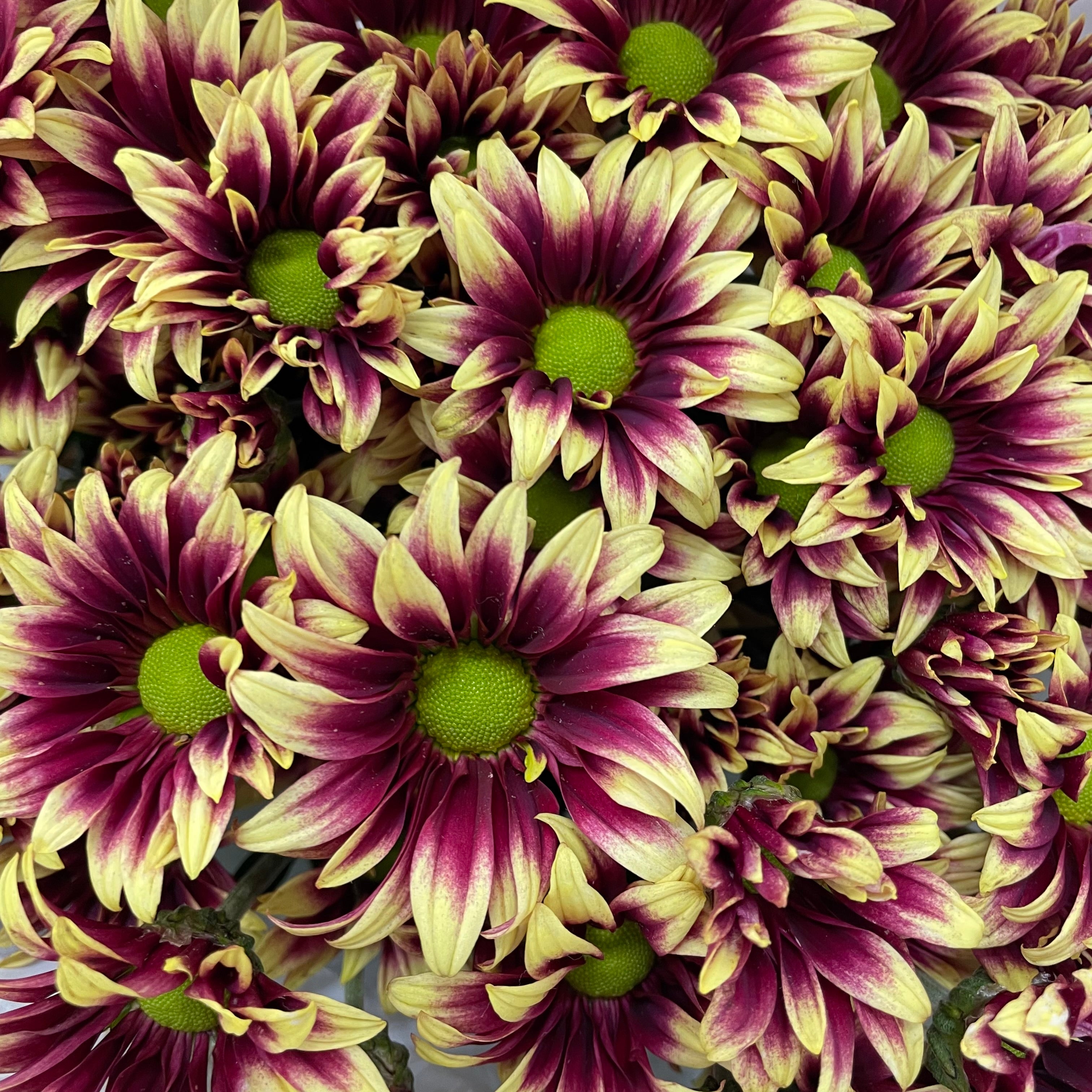 Chrysanthemum Pompom Daisy Purple/Yellow 1 - (10-12 Stems)