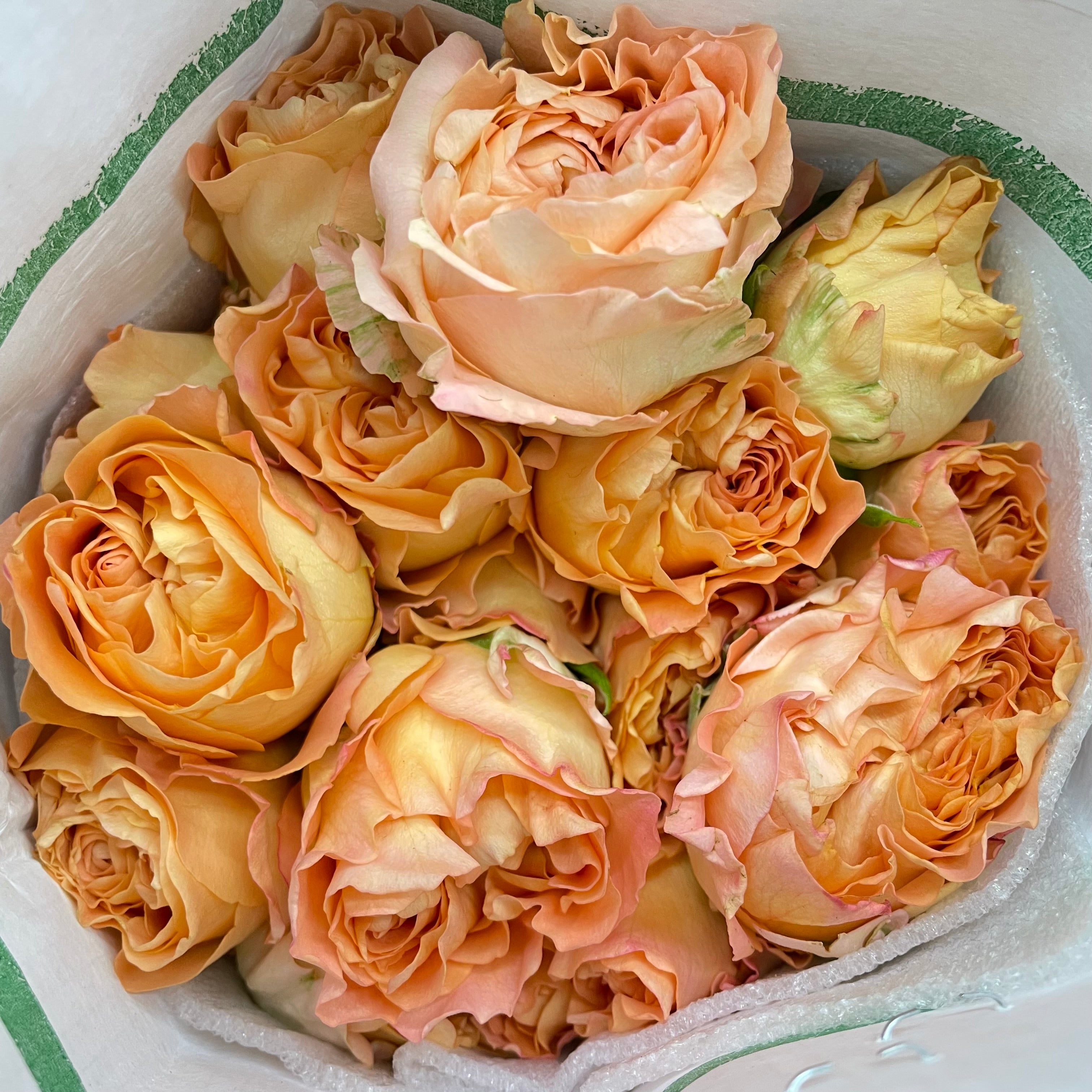 Rose Spray Apricote Lace - (6 Stems)