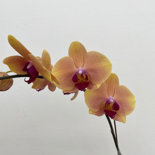 Phalaenopsis Orchid Orange Yellow Big Single Stem