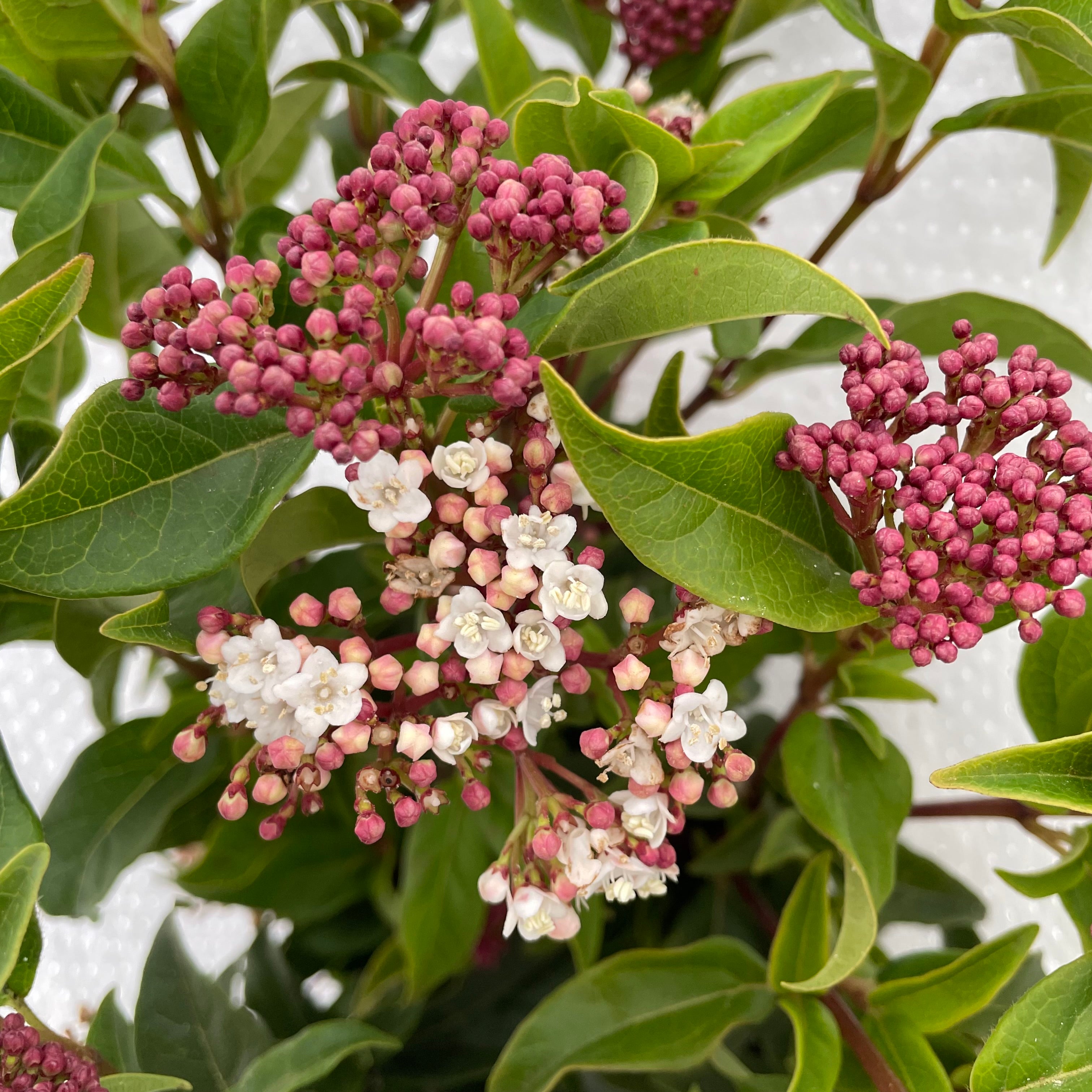 Viburnum Flower 荚蒾 - (Per Bundle)
