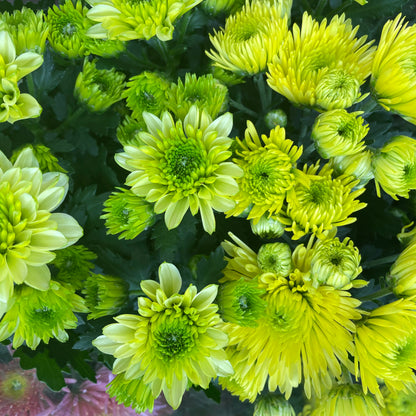 Chrysanthemum pom-pom (Small Potted) 菊花 2025