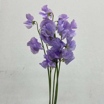 Sweet Pea Light Purple - 5 Stems