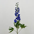 Delphinium Short Blue - (5 Stems)