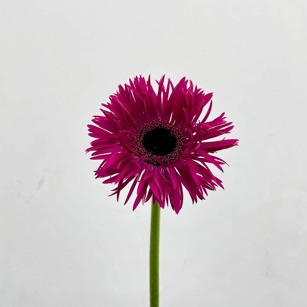 Gerbera Spider Purple - (8-10 Stems)